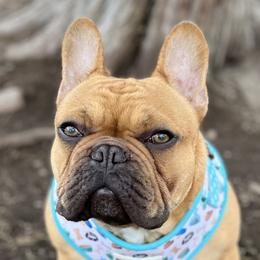 Jesper - French Bulldog