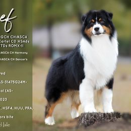 Reef - Australian Shepherd