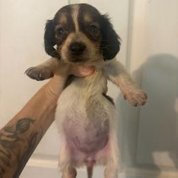 Ciri - Piebald female Dachshund puppy in Conroe, Texas from Dots Dachshunds