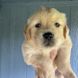 Golden Retriever Puppies from Apple Country Retrievers