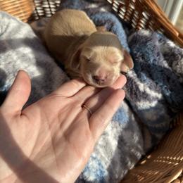 Baby - Cream female Dachshund puppy in Pontotoc, Mississippi from Toddy Kennels