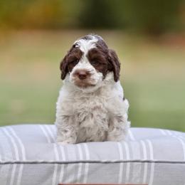Brownie - Chocolate female Australian Labradoodle puppy in Milton, Florida from Sutton Place Doodles