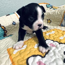 Boston Terrier puppies from Lujan Ranch
