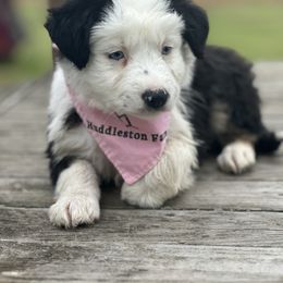 Angel - Black tri Miniature Australian Shepherd puppy in Doddridge, Arkansas from Huddleston Farm