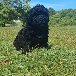 Diego - Black male Shihpoo puppy in Macon, Georgia from Shipoo Lane