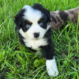 Manifold - Black tri male Miniature Australian Shepherd puppy in Paris, Texas from Blue Envy Mini Aussies