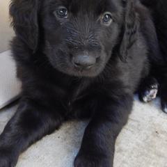 Aussiedoodles and Double Doodles from Amazing Aussiedoodle and Double Doodles