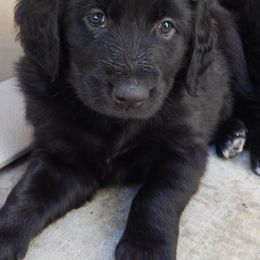 Aussiedoodles and Double Doodles from Amazing Aussiedoodle and Double Doodles