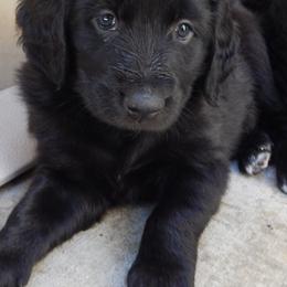 Aussiedoodles and Double Doodles from Amazing Aussiedoodle and Double Doodles