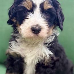 Rocky (black collar boy) - Tri-color male Bernedoodle puppy in Colorado Springs, Colorado from Mercy Mountain Bernedoodles