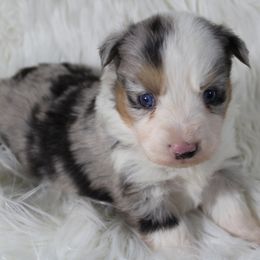 Miniature Australian Shepherds and Pembroke Welsh Corgis from H2 Puppies