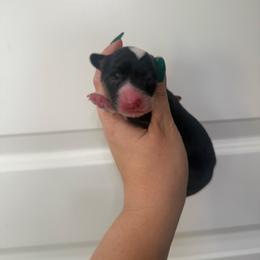 Mira- AKC fluffy female - Black and tan female Pembroke Welsh Corgi puppy in Red Bluff, California from Wilder Ranch Corgis