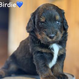Birdie - Black phantom male Aussiedoodle puppy in Lancaster, Minnesota from Finney Ranch