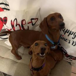 Brownie - Dachshund