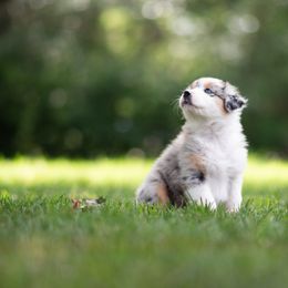Australian Shepherd Puppies from Skyborne Australian Shepherds