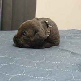 Gray Collar - Gray female Cane Corso puppy in Sullivan, Missouri from Midwest Cane Corso in Action