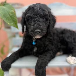 Davis - Black male Poodle puppy in Willacoochee, Georgia from Kitandkboodle's Doodles