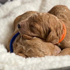 Double Doodle and Goldendoodle Puppies from Golden Paw Doodles