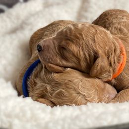 Double Doodle and Goldendoodle Puppies from Golden Paw Doodles