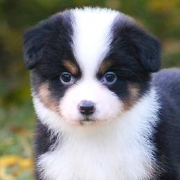 Flurry - Black tri female Miniature American Shepherd puppy in Palacios, Texas from Coastal’s Miniature American Shepherds