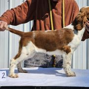 Welsh Springer Spaniel Puppies from Gualtieri's Welsh Springer Spaniels