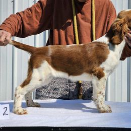 Welsh Springer Spaniel Puppies from Gualtieri's Welsh Springer Spaniels
