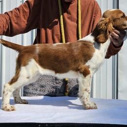 Welsh Springer Spaniel Puppies from Gualtieri's Welsh Springer Spaniels