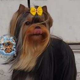 Yorkshire Terrier All Grown Up from The Best Yorkies, by Montbleau