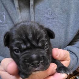 Boy 1 - Brindle male French Bulldog puppy in Cabool, Missouri from Shannon French Bulldogs