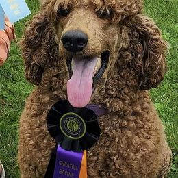 Goldendoodles and Golden Retrievers from Goldens and Doodles of MN