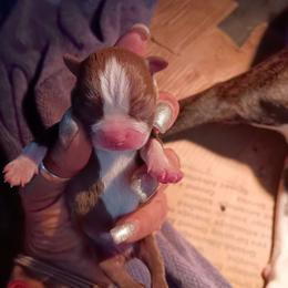 Ace - Tiny Red Boy - Red male Boston Terrier puppy in Hamilton, Montana from Reds Studio