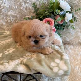 Reed - Cream and white male Shih Tzu puppy in Success, Missouri from Sweet Success