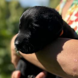 Boy 3 - male Labrador Retriever puppy in Richmond, Maine from King K9 Academy