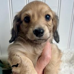 English Cream2 - Cream male Dachshund puppy in Nampa, Idaho from Long_and_Low_Dachshunds