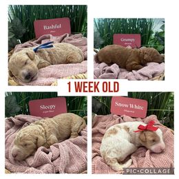 Goldendoodle Puppies from Gingerdoodles