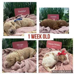 Goldendoodle Puppies from Gingerdoodles