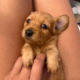 Pretzel - Red female Dachshund puppy in Rialto, California from DashiesDachLLC