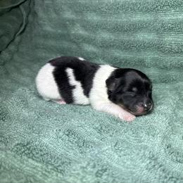 Black and Tan Parti boy - Black and tan parti male Pomeranian puppy in Saint Ignatius, Montana from Pomeranians Montana