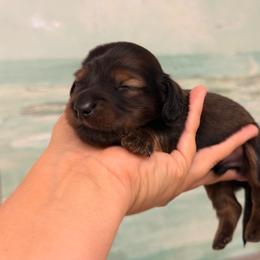 Teddy - shaded long hair - Sable male Dachshund puppy in Lakeland, Florida from Elite Doxies Florida