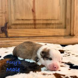 Male 1 - Red male Pembroke Welsh Corgi puppy in Johnson City, Texas from McCall Creek Corgis