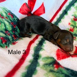 Male 3 - Black and tan male Dachshund puppy in Chittenango, New York from Diamond Dachshunds