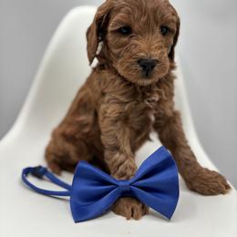 Cowboy - Red  male Goldendoodle puppy in Creston, Ohio from Mini Doodles Dandy