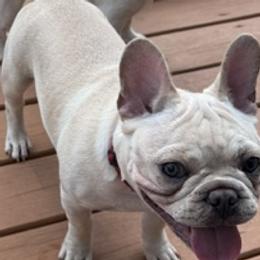 DUGAN DOZIER - Cream male French Bulldog puppy in Edmond, Oklahoma from RMS Acres