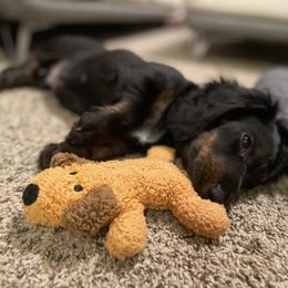 Dachshund Puppies from Meyerhaus (Weenie-Corn Ranch)