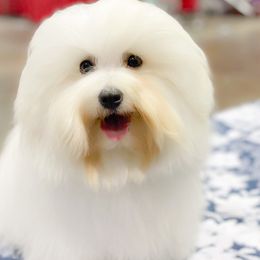 Sky - Coton de Tulear