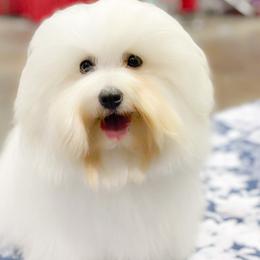 Sky - Coton de Tulear