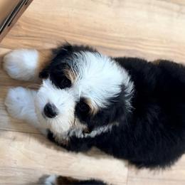 Hamm - Tri-color male Bernedoodle puppy in Lincoln, Nebraska from GRand Doodles