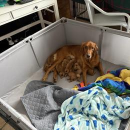 Golden Retriever puppies from Beach Cities Golden Retrievers