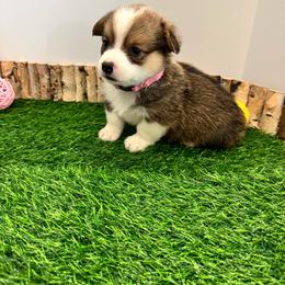 Flower - Sable female Pembroke Welsh Corgi puppy in Millsap, Texas from Punchy Pembroke Ranch