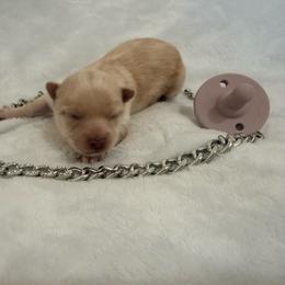 Johnny - Cream male Pomeranian puppy in Seneca, Missouri from Stephanie’s Puppy Colony
